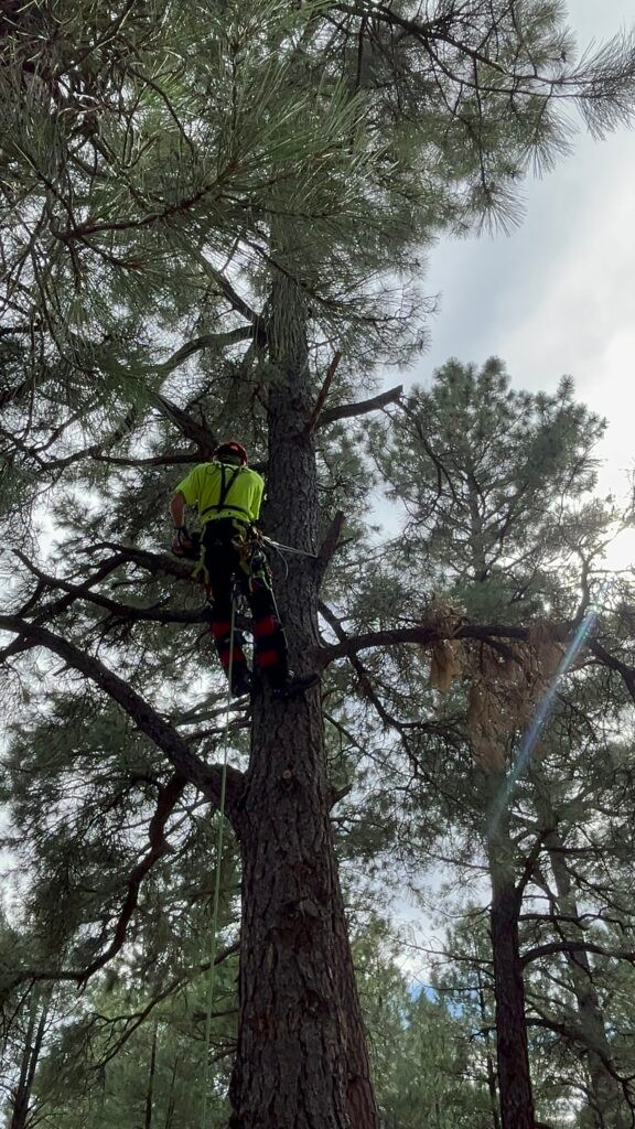 Removal of a pine tree close to a shed