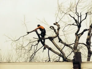 A photo of a tree service truck or equipment at All Acres Professional Tree Service.
