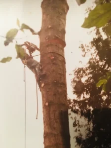 A picture of a tree or some trees