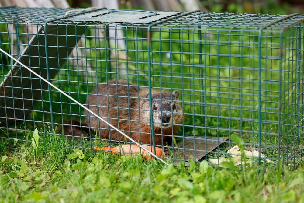 R J Carroll & Sons Plumbing logo featuring a beaver standing behind a green garden fence outdoors