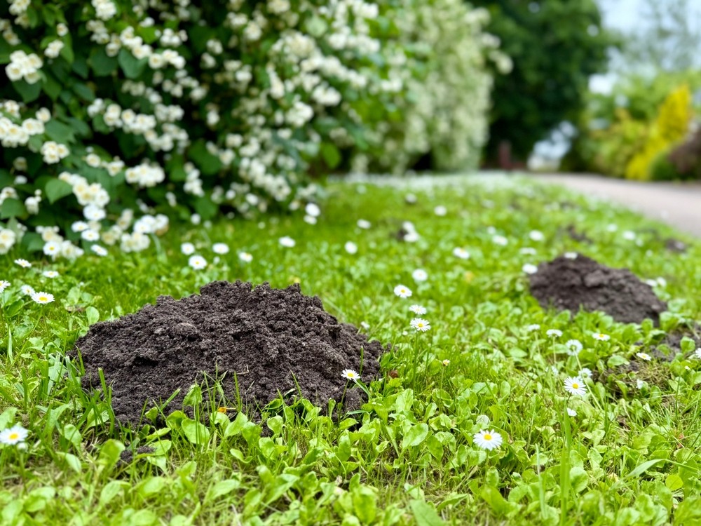 Fresh green garden with soil piles and flowers background for R J Carroll & Sons Plumbing